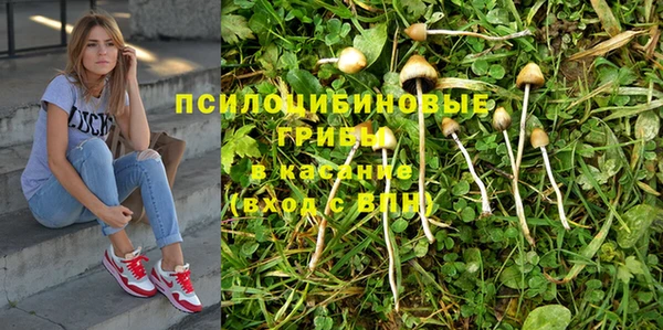 прущие грибы Белокуриха